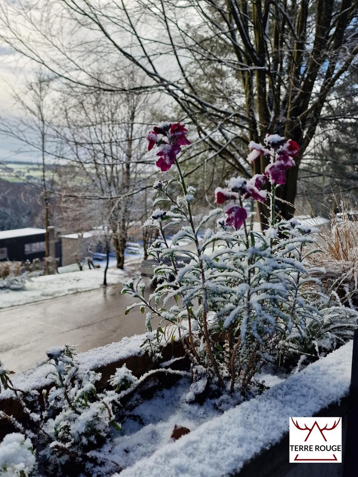 Terre Rouge - Terrasses De 40 * Malmedy